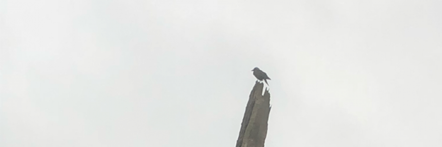 Cover image for post The Rook, by SJTaylor15