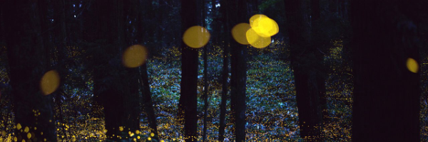 Cover image for post Fireflies, by Socks