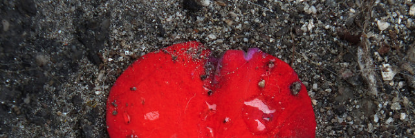 Cover image for post my voice as it describes you, by robinellen108