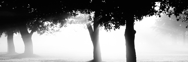 Cover image for post The Tree of Dreams, by nicaskew