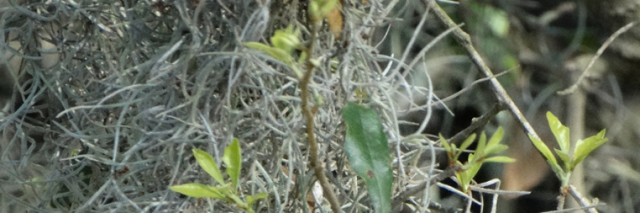 Cover image for post A Shave, by RDK