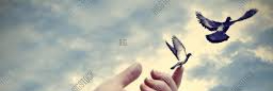 Cover image for post Freedom Is your Entitlement, by Himani