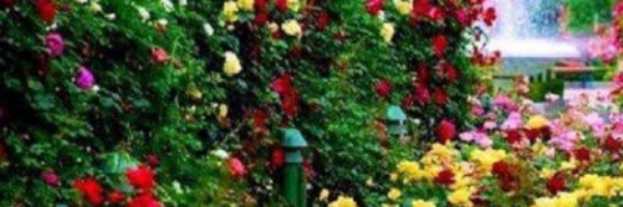 Cover image for post Love like a rose, by BonnieBoo