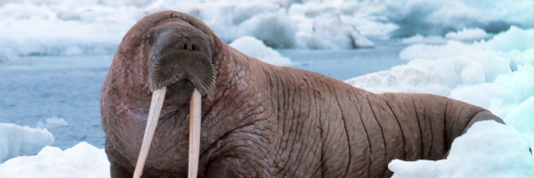 Cover image for post First Thing When I Wake Up, I’ll Try to Leave You, by minneapolis