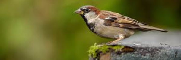 Cover image for post Branches and Sharpness, by minneapolis