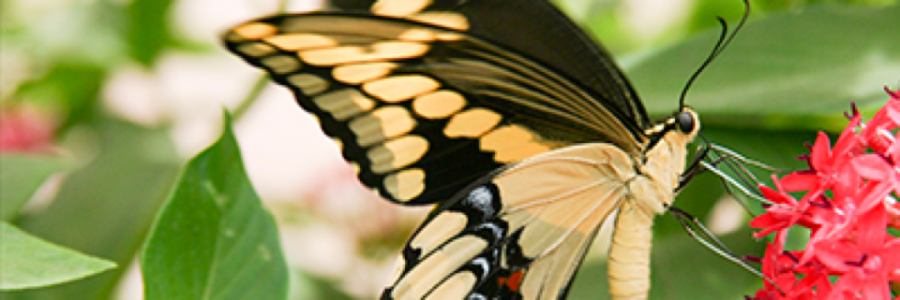 Cover image for post Butterfly, by GuavaJelly