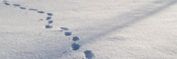 Cover image for post What She Left Behind, by Hanster_33