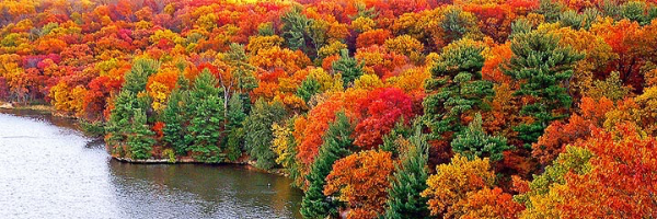 Cover image for post Cherish, by MrCactus