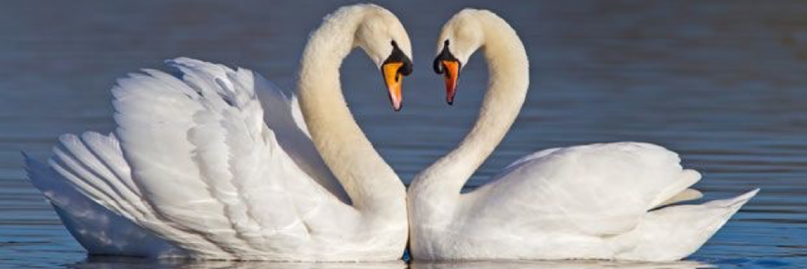 Cover image for post An Eala Bhàn, by LassyDamara