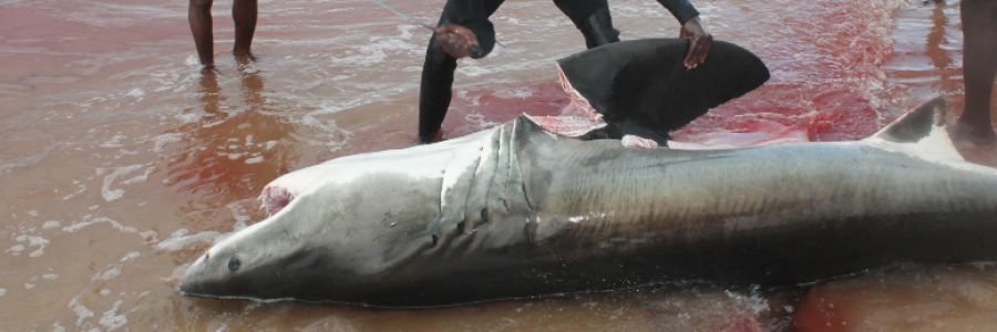 Cover image for post shark Fin, by misterRHYS