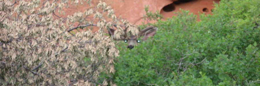 Cover image for post Dreaming a Daydream, by Danceinsilence