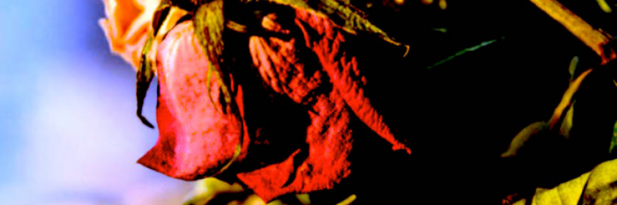 Cover image for post The Call, by IvyBee