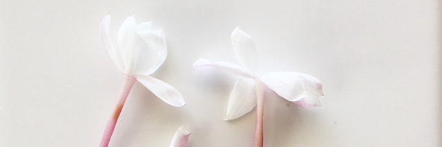 Cover image for post Innocence, by Aheartalight