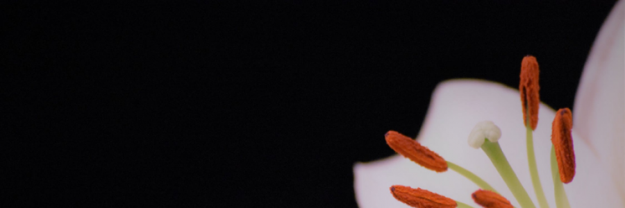 Cover image for post One White Lily, by TheWanderer