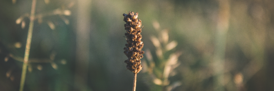 Cover image for post ~burke, by InkArtist