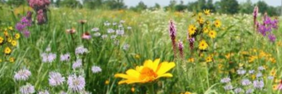 Cover image for post Lovely Lament Mends A Heart With Intent, by LunarSkies