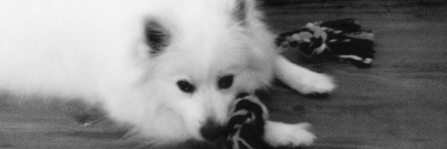 Cover image for post Lazy dog, by Clee3466