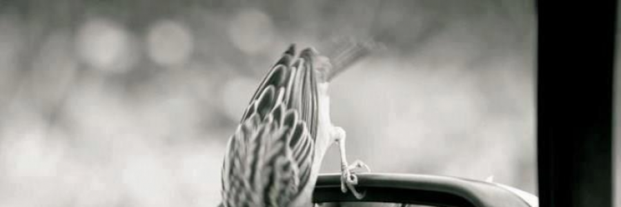 Cover image for post The poetry, by EricCostaeSilva