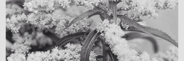 Cover image for post goldenrod., by seventeen