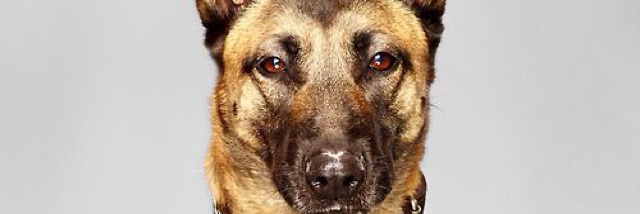 Cover image for post Honor at heart, by Winter_Heart