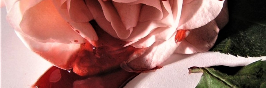 Cover image for post Killer Legacy, by HarperValente