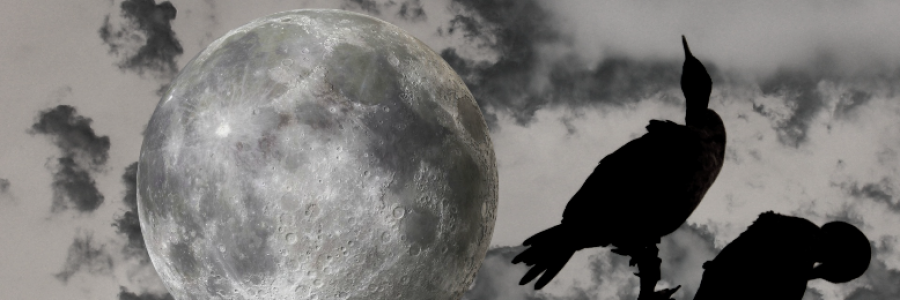 Cover image for post Postcards From Avici Hell, by steffthecat