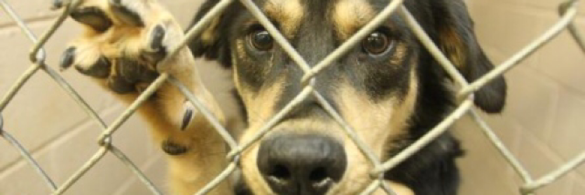 Cover image for post Don't abandon me, by Lsu11