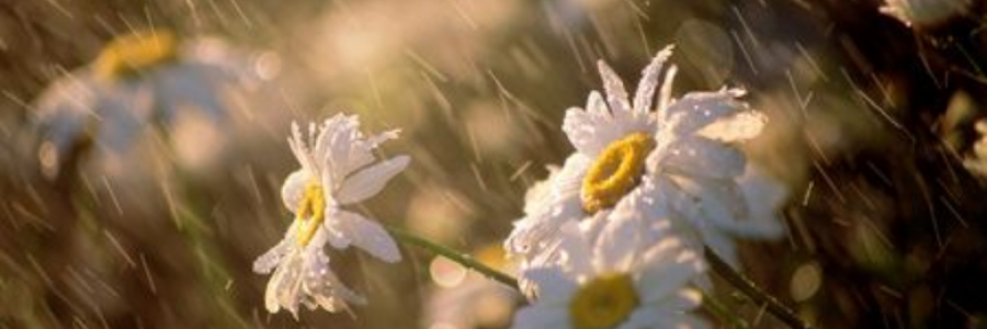 Cover image for post Untitled, by snowf_lake