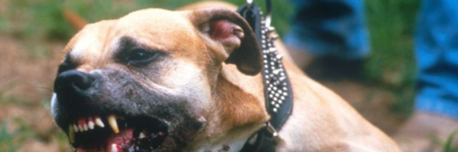 Cover image for post Known aggressive dogs should not be walked on residential streets, by BonnieBoo