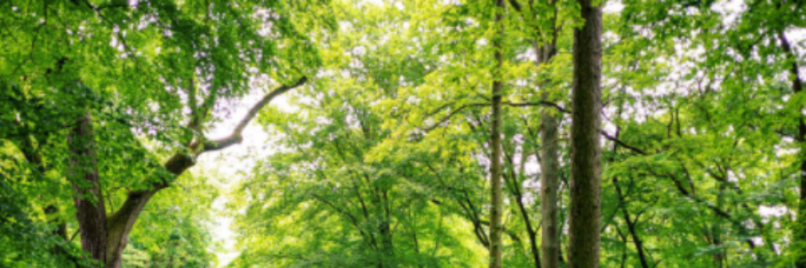 Cover image for post What "Emptiness?", by MaidenVoyage