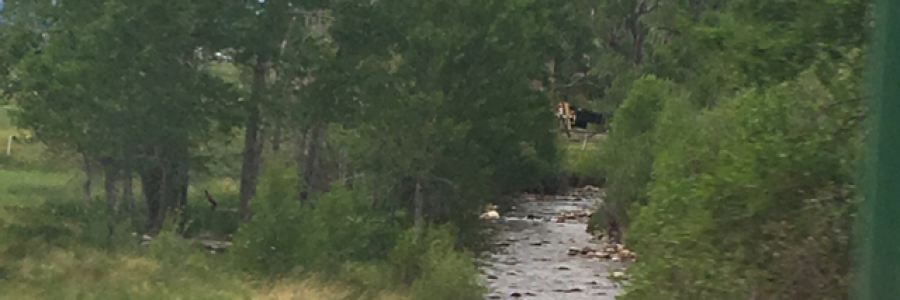 Cover image for post Wedding Bells, by Tellthestars