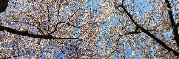 Cover image for post Joseph's Dream, by Benjamin