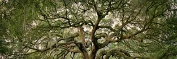 Cover image for post Old Man Oak, by Alpha