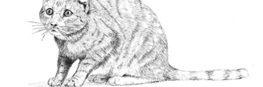 Cover image for post Sloth, by jcbutterrtoast