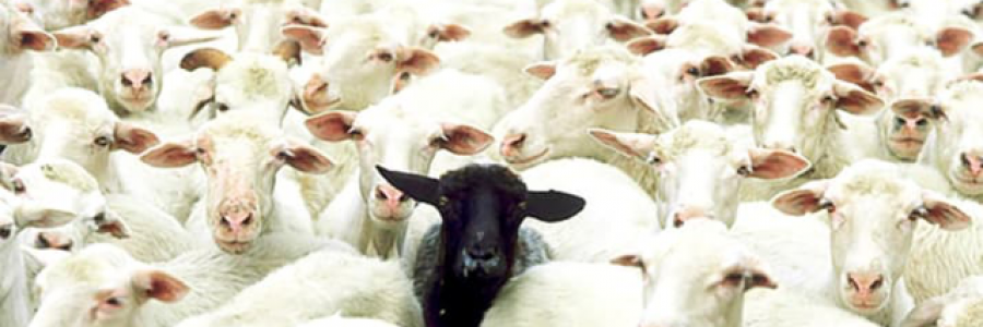 Cover image for post Maverick, by Hosea