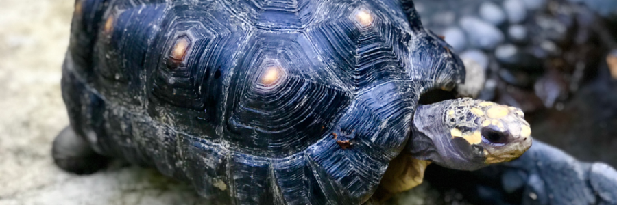 Cover image for post Destined for Tortuga, by JTHaven