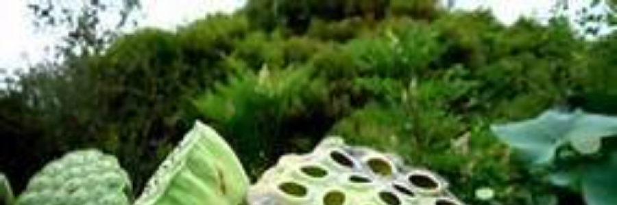 Cover image for post Deconstructing Karma, by CLinden