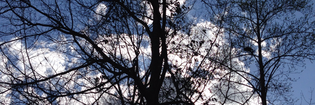 Cover image for post Forest dwellers, by Winter_Heart