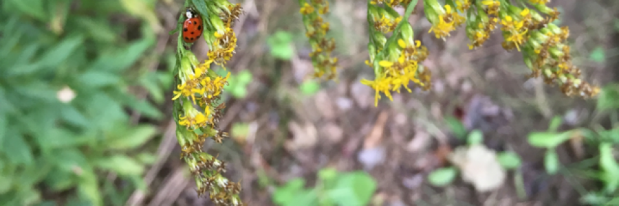 Cover image for post Growth, by GraceOfPoetry