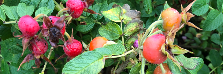 Cover image for post DEAD OR ALIVE, by thedivinevi