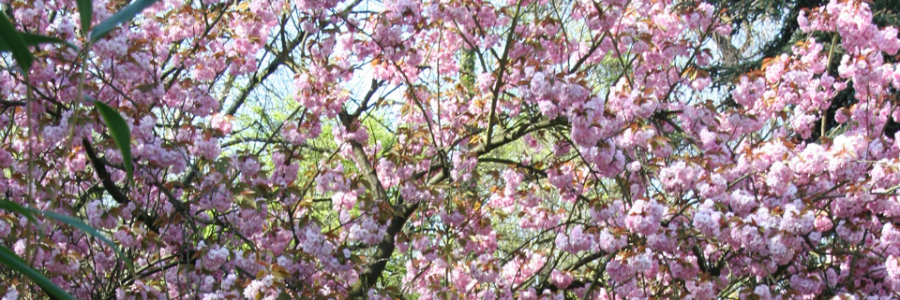 Cover image for post Reflective, by Nova8537