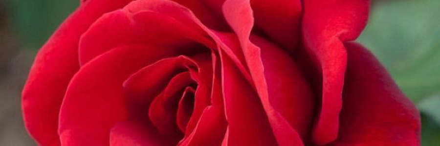 Cover image for post Rose., by Yuki