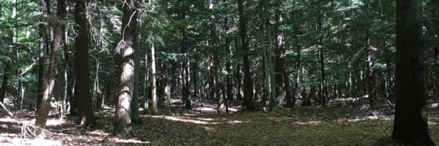 Cover image for post Quietus, by Taliesin