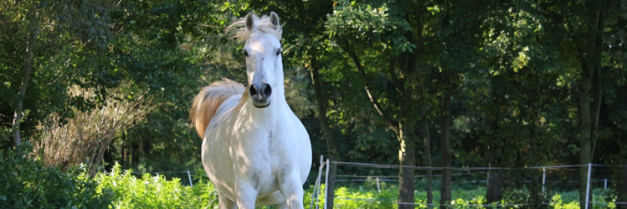 Cover image for post Encore, by nfaulk6