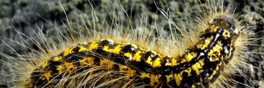 Cover image for post October Dance, by LEHertel