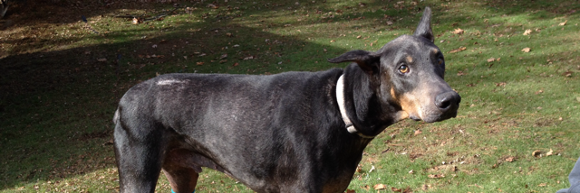 Cover image for post Samson <3, by PoeticJustice87