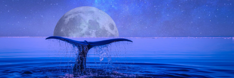 Cover image for post Chapter 5: A Swim and A Walk, by Clarity