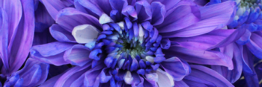 Cover image for post Indigo Violet Flower, by MindTrip