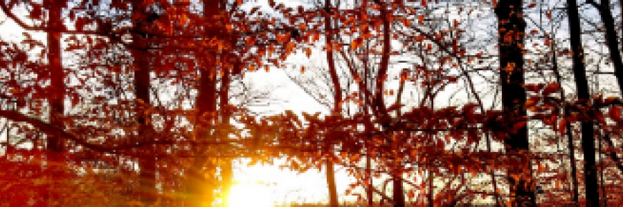 Cover image for post The Light of Memories, by Chanae