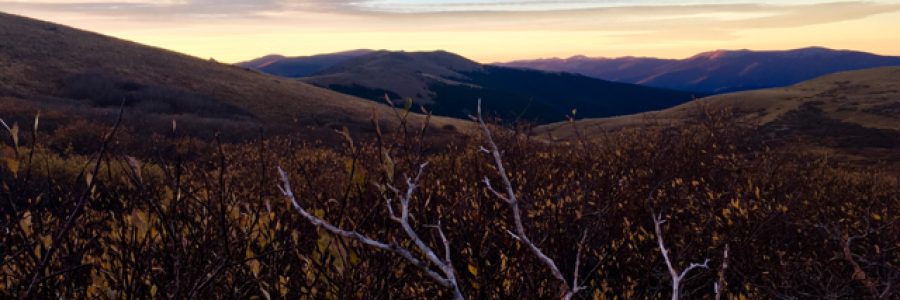 Cover image for post 338, by SignatureSquid